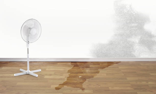 Best Mold removal after water damage  in Shawano, WI